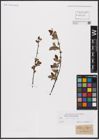 Foto von Salix aurita L.